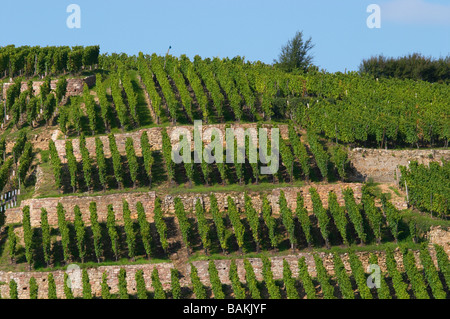 Vignoble grand cru geisberg ribeauville alsace france Banque D'Images