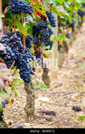 Pinot noir vignoble clos St louis fixin côte de nuits bourgogne france Banque D'Images