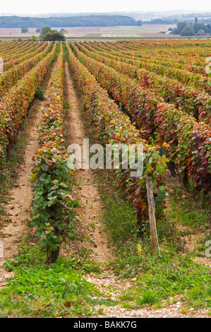 Pinot noir vignoble clos St louis fixin côte de nuits bourgogne france Banque D'Images