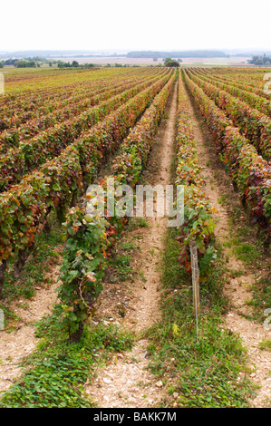 Pinot noir vignoble clos St louis fixin côte de nuits bourgogne france Banque D'Images