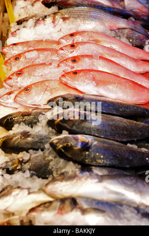 Rangées de poissons frais, le thé glacé sur l'affichage à un marché de fruits de mer Banque D'Images