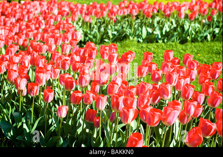 Ligne colorée de tulipes dans un jardin Banque D'Images