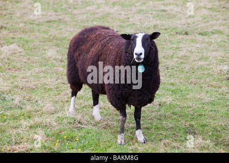 Une race de moutons Banque D'Images