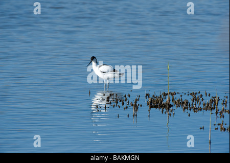 Avocette élégante Recurvirostra avocetta eurasien permanent adultes Blacktoft Sands Réserve Naturelle RSPB Goole East Yorkshire Angleterre Whitgift Banque D'Images