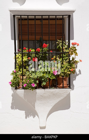 Auvent avec des fleurs dans le village blanc de Grazalema sierra de cadiz, andalousie espagne Banque D'Images