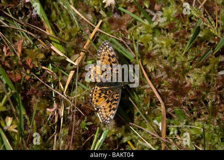 Petite perle-bordé Fritillary Clossiana selene Banque D'Images