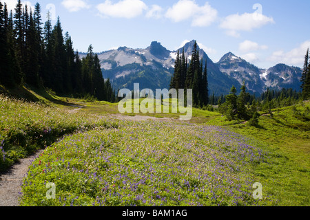 Parc national de Mount Rainier et tatoosh mountains Banque D'Images