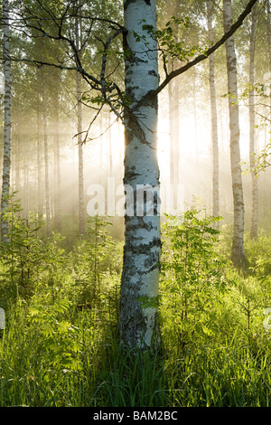 La lumière du soleil en forêt de bouleaux Banque D'Images