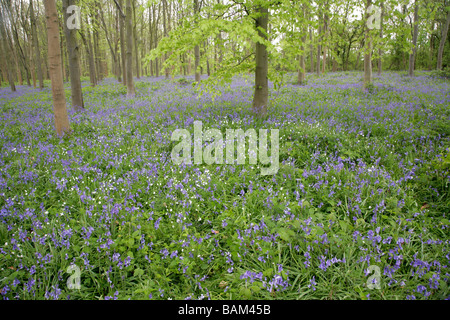 Tapis de Fleurs Paysage Bluebell Hyacinthoides non scripta en vert printemps Grande-bretagne Angleterre Cambridgeshire forestiers Banque D'Images