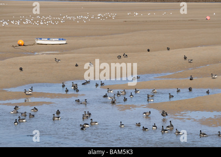 La Bernache cravant Branta bernicla troupeau en chenal de marée Wells Mars UK Norfolk Banque D'Images