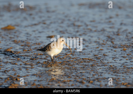 Le bécasseau variable Calidris alpina seule nourrir les oiseaux dans la boue dans les marées ver Creek dans le projet de loi North Norfolk UK Février Banque D'Images