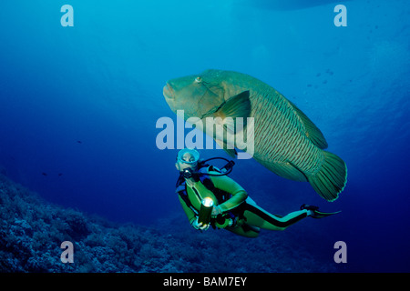 Plongeur et le napoléon Cheilinus undulatus Îles Mer Rouge Egypte Frère Banque D'Images