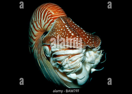 Chambré Nautilus Nautilus belauensis Pacifique Micronésie Palau Banque D'Images