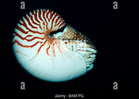 Chambré Nautilus Nautilus belauensis Pacifique Micronésie Palau Banque D'Images