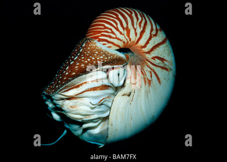 Chambré Nautilus Nautilus belauensis Pacifique Micronésie Palau Banque D'Images