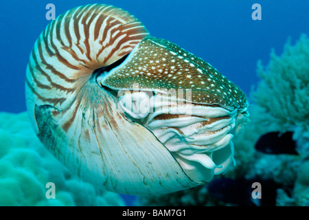 Chambré Nautilus Nautilus belauensis Pacifique Micronésie Palau Banque D'Images