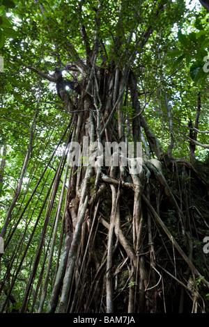 Arbre Banyan Ficus benghalensis Peleliu Island Pacific Micronésie Palau Banque D'Images