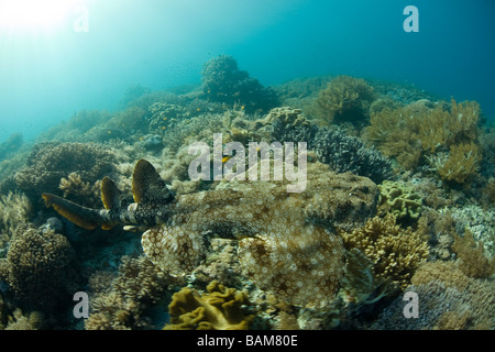 Tassled Wobbegong Eucrossorhinus dasypogon Raja Ampat en Papouasie occidentale en Indonésie Banque D'Images
