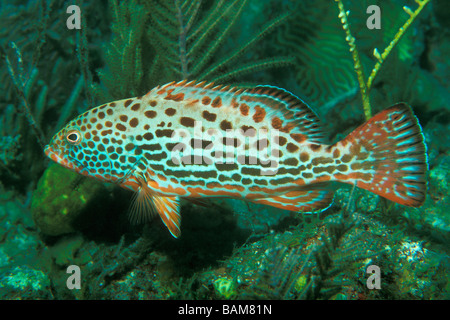 Loches et de lutjans à Coral Reef Caraïbes Cuba Banque D'Images