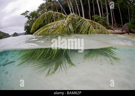 Cocotier Cocos nucifera Plage à Raja Ampat en Papouasie occidentale en Indonésie Banque D'Images