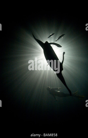 Manta de nuit Raja Ampat en Papouasie occidentale en Indonésie Banque D'Images