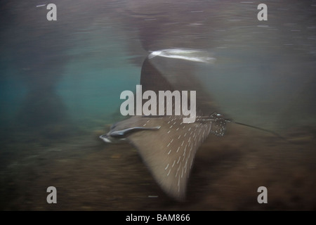 Spotted Eagle Ray dans les Mangroves Aetobatis narinari Raja Ampat en Papouasie occidentale en Indonésie Banque D'Images