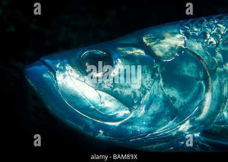 Tarpon Megalops atlanticus Caraïbes Cuba Banque D'Images