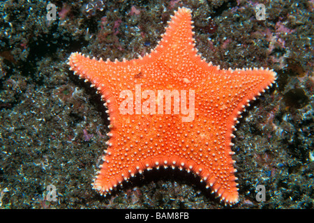 Coussin étoile de mer Hippasteria phrygiana rigide Alesund en Norvège de l'Atlantique Nord Banque D'Images