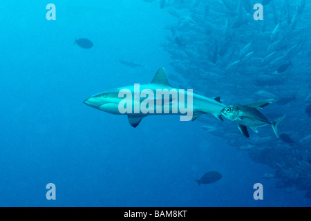 Requin gris de récif et banc de carangues Carcharhinus amblyrhynchos coin bleu Micronésie Palau Banque D'Images