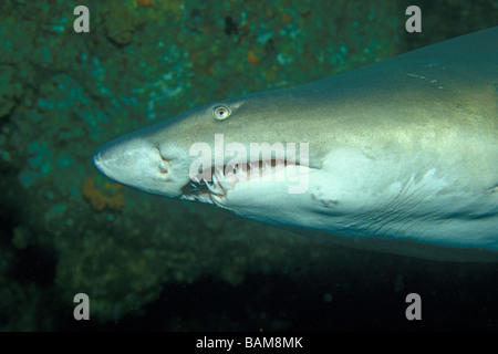Sandtiger Carcharias taurus Requin Afrique du Sud Aliwal Shoal Banque D'Images