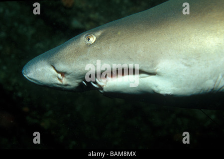 Sandtiger Carcharias taurus Requin Afrique du Sud Aliwal Shoal Banque D'Images