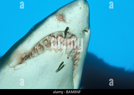 Sandtiger Carcharias taurus Requin Afrique du Sud Aliwal Shoal Banque D'Images