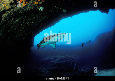 Sandtiger Carcharias taurus Requin Afrique du Sud Aliwal Shoal Banque D'Images