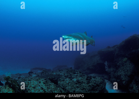Sandtiger Carcharias taurus Requin Afrique du Sud Aliwal Shoal Banque D'Images