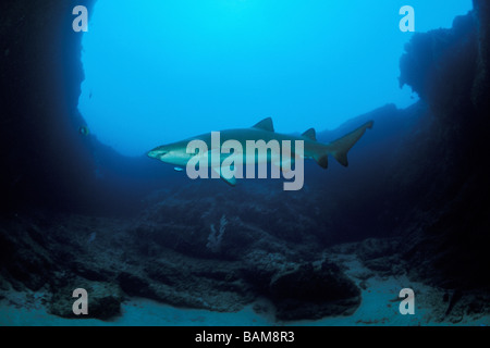 Sandtiger Carcharias taurus Requin Afrique du Sud Aliwal Shoal Banque D'Images