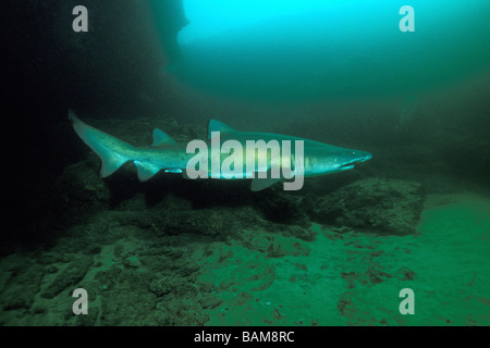 Sandtiger Carcharias taurus Requin Afrique du Sud Aliwal Shoal Banque D'Images