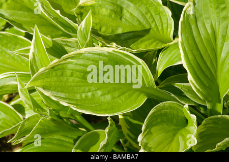 Feuillage d'un Hosta Hosta hostas Lilies Banque D'Images