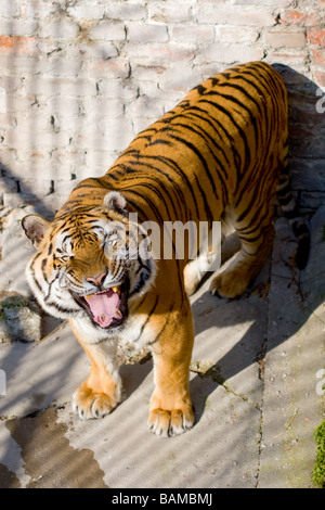 Bengai tiger en colère dans une cage au zoo Banque D'Images