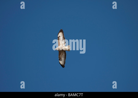 Faucon crécerelle Falco tinnunculus dans vol en vue. Ciel bleu Galles Pembrokeshire Coast National Park 91837 horizontale Kestrel Banque D'Images