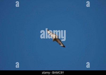 Faucon crécerelle Falco tinnunculus dans vol en vue. Ciel bleu Galles Pembrokeshire Coast National Park 91838 horizontale Kestrel Banque D'Images