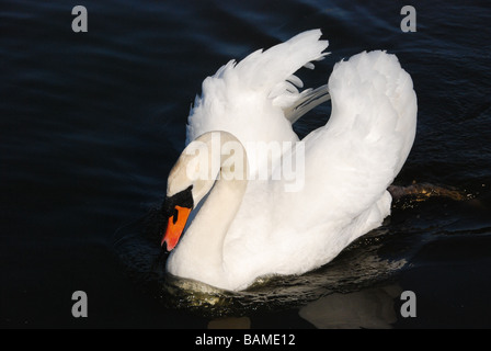 Single white swan classique muet pose agressive de natation avec l'onde sur l'eau noire claire vu de l'avant vue trimestre Banque D'Images