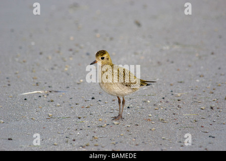 Pluvier doré Pluvialis apricaria eurasien reposant sur une plage de sable fin dans le Parc National de Kemeri Banque D'Images