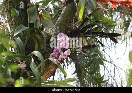 Orchidées et broméliacées poussant dans les arbres Banque D'Images