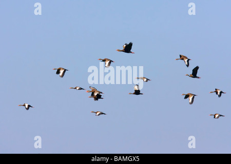 Black-bellied Whistling Canards voler. Banque D'Images