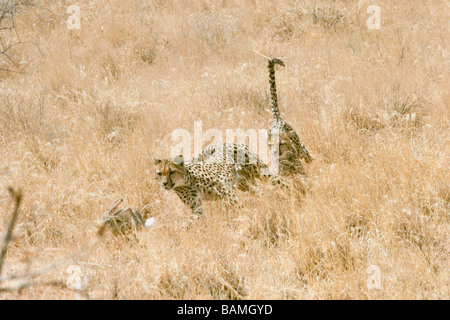 Afrique Kenya Samburu National Reserve deux guépards Acinonyx jubatus un lièvre chasse Banque D'Images