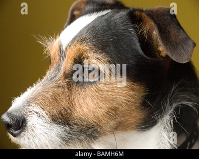 Jack Russell Terrier Banque D'Images
