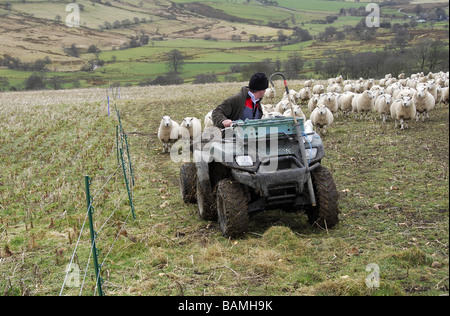 Farmer faisait paître un troupeau de moutons dans un pâturage à partir d'un champ divisé en quad sur un hill farm Banque D'Images