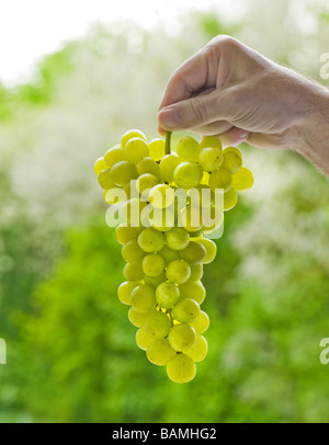 Grappes de raisin la main tenant l'homme présent présentant un fond vert jardin sans pépins de raisin de table qualité nourriture fruit tast Banque D'Images