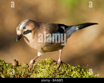 European Jay Garrulus glandarius sur moss covered Banque D'Images