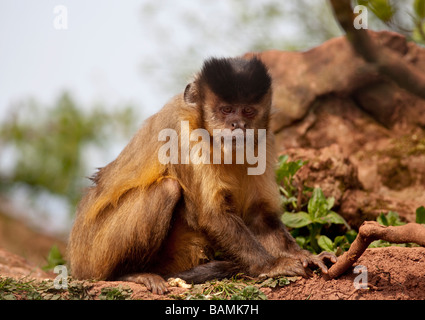 Singe Capucin brun apella Cebus Banque D'Images